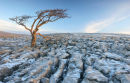 07-0851 Dawn Winter Light and Tree on a Karst Landscape, Scales Moor, Yorkshire Dales